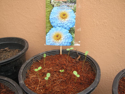 บานชื่นสีฟ้า ( Zinnia haageana blue #764) / ซอง 30 เม็ด (Ukraine)