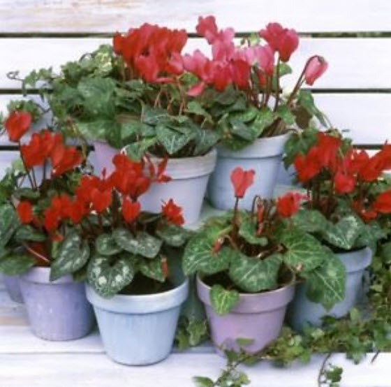 ไซคลาเมน (Cyclamen) คละสี / 100 เม็ด (S116)