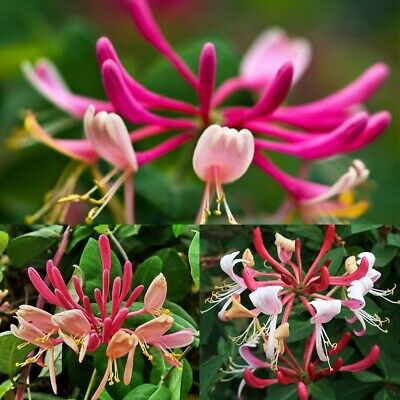 สายน้ำผึ้งชมพู หรือสายน้ำผึ้งเมดิเตอเรเนียน (Mediterranean Vine) / 200 เม็ด (นอก)