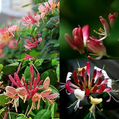 สายน้ำผึ้งชมพู หรือสายน้ำผึ้งเมดิเตอเรเนียน (Mediterranean Vine) / 200 เม็ด (นอก)