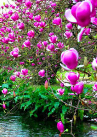 แม็กโนเลีย (Magnolia / Medinilla Magnifica) สีชมพู / 25 เม็ด