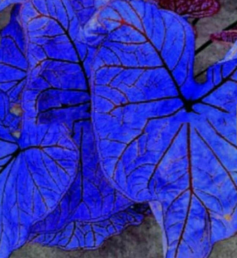 บอนสี สีน้ำเงิน (Blue Caladium) / 300 เม็ด (China) หายาก
