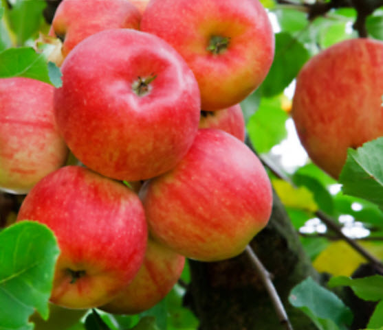 แอปเปิ้ลแดง (Red Apple) / 30 เม็ด (นอก)