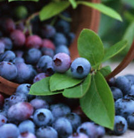 บลูเบอรี่ (Blueberry) / 100 เม็ด