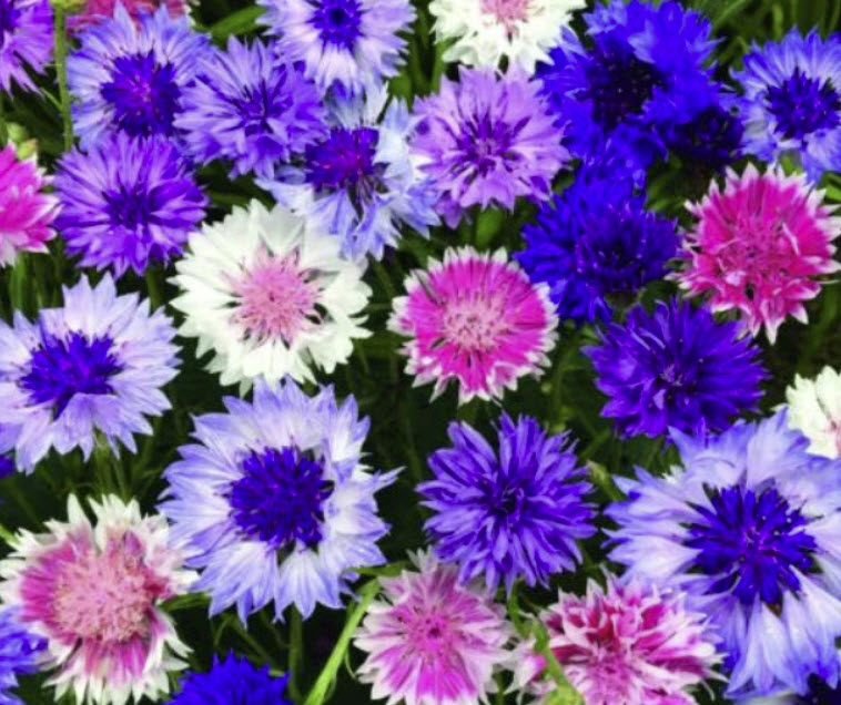 คอร์นฟลาวเวอร์ - ฟรอสตี้ (Cornflower Frosty) คละ / 4,400 เม็ด (UK)*
