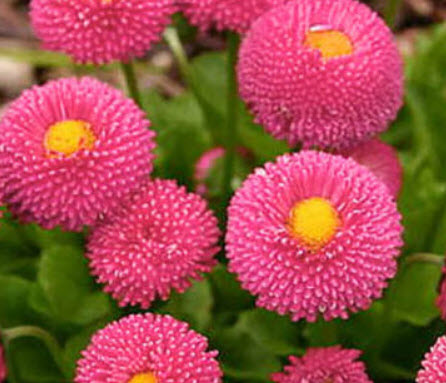 อิงลิช เดซี่ (English Daisy) สีชมพู / 500 เม็ด (UK)