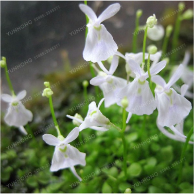 พืชกินสัตว์ White Rabbit Bladderwort / 100 เม็ด (นอก)