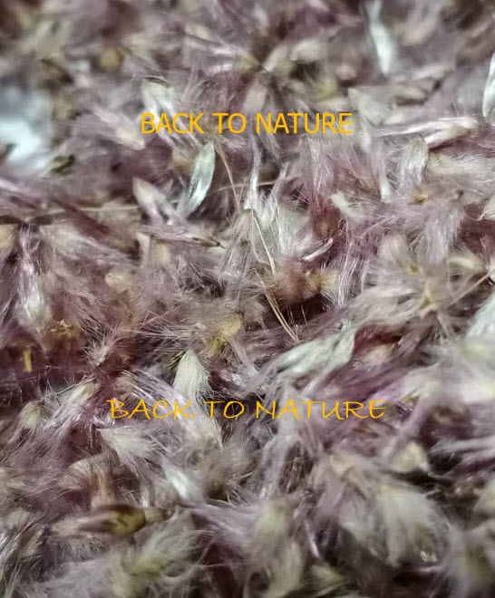 หญ้าดอกชมพู หญ้าชมพู pink grass 250 เม็ด (P2S)