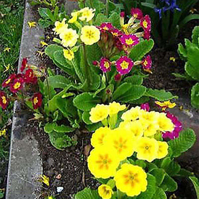 พริมโรส (Primrose) คละ / 100 เม็ด