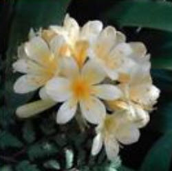 คลิเวีย (Clivia) ขาว / 5 เม็ด (นอก)