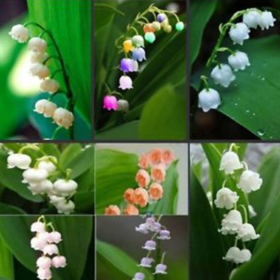 กล้วยไม้ระฆัง (Bell Orchid / Lily of Valley) คละ 10 สี / 200 เม็ด