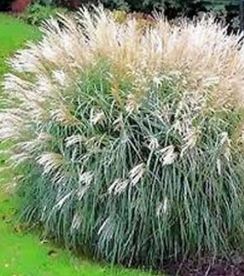 หญ้ามิสแคนทัส ไซเนนซิส หรือหญ้าซูซูกิ (Miscanthus Sinensis) / 25 เม็ด (USA)