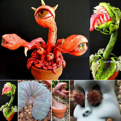 กาบหอยแครง ตายักษ์ (Dionaea) คละแบบ / 100 เม็ด