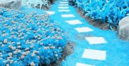 หญ้าสนาม สีฟ้า / 100 เม็ด (นอก)