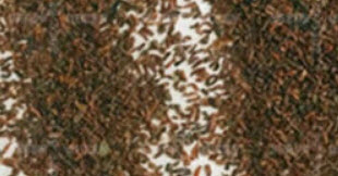 ยูคาลิปตัสแฟนซี (Rainbow Eucalyptus) / 100 เม็ด (Taiwan)