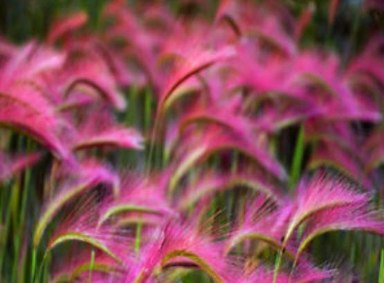 หญ้าหางหมาจิ้งจอก (Foxtail Barley) / 310 เม็ด (UK)