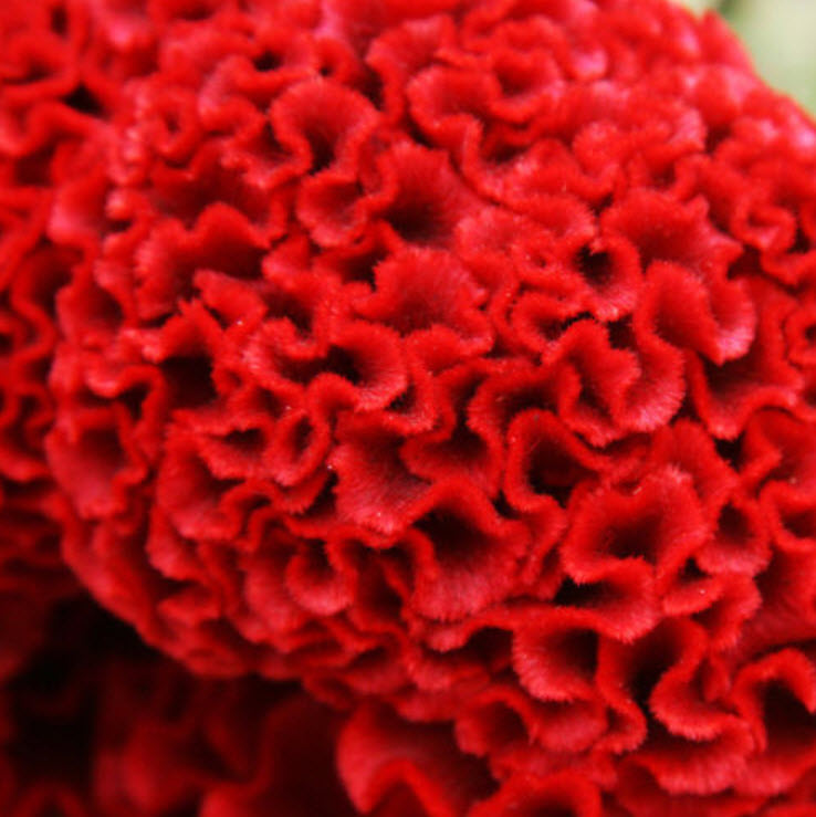 หงอนไก่ (Cockscomb) แดง / ซอง 40 เม็ด (A256)