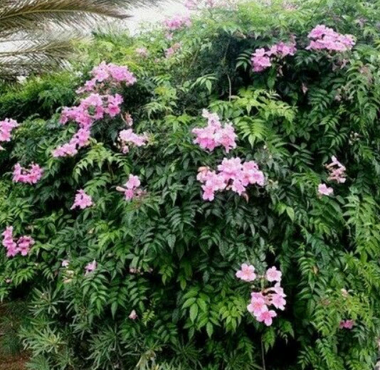 ชมพูฮาวาย (Pink Trumpet Vine) / 5 เม็ด (USA)