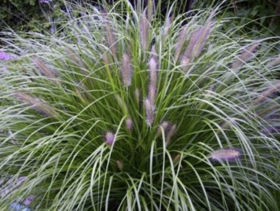 หญ้าน้ำพุจีน (Chinese Fountain Grass) / 500 เม็ด (France)