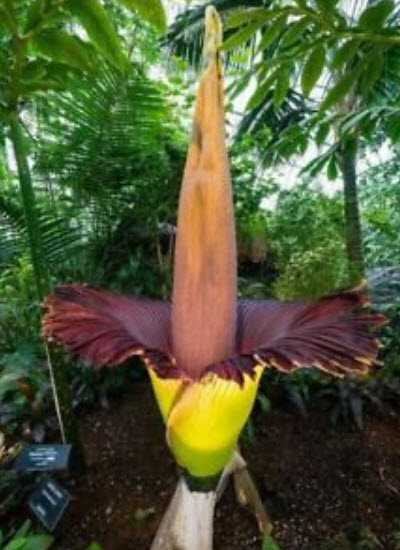 บุกยักษ์ หรือต้นซากศพ (Corpse flower) คละ / 20 เม็ด (Malyasia)