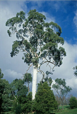 ยูคาลิปตัสขาว (Mountain White Gum) / 400 เม็ด (Portugal)