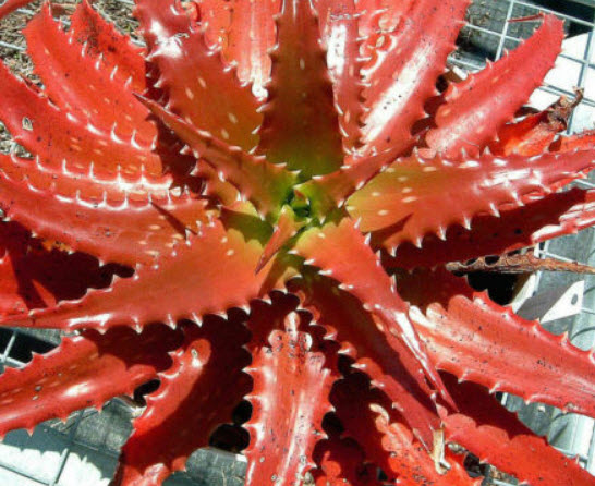 ว่านหางจระเข้แดง (Red Aloe Vera) / 10 เม็ด (Portugal)