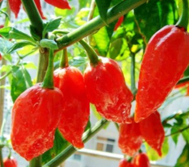 พริก Bhut Jolokia / 10 เม็ด