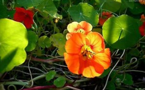แนสเตอเตียม (Nasturtium) คละ / 20 เม็ด (UK)
