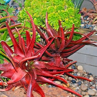 ว่านหางจระเข้ (Aloe Vera) สีแดง / 100 เม็ด (นอก)