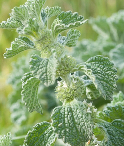 ฮอร์ฮาวด์ขาว (White Horehound / Common Horehound) / 50 เม็ด (France)