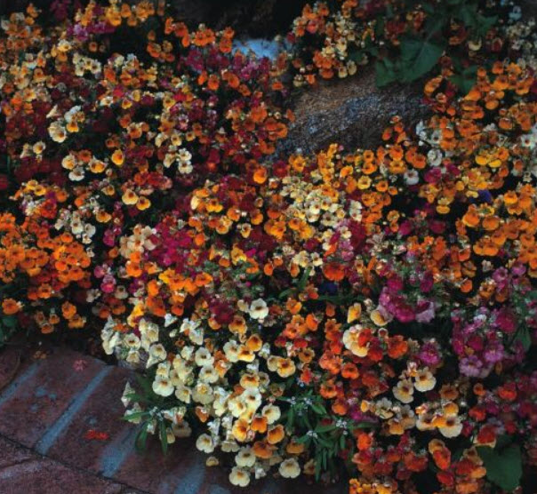 เนมีเซีย - คาร์นิวาล (Nemesia Carnival) คละ / 1,000 เม็ด (UK)