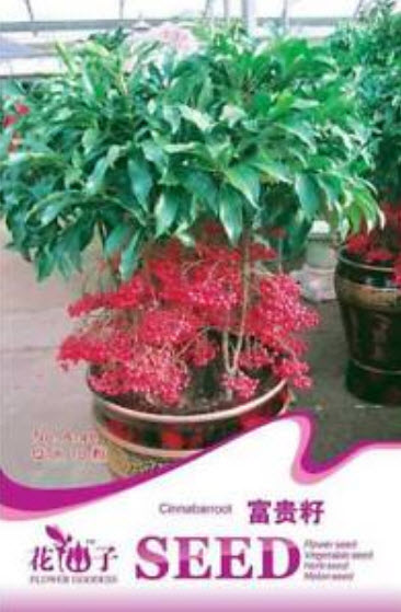 จ้าเครือ หรือตับปลา (Ardisia Crenata) / ซอง 10 เม็ด (A148)