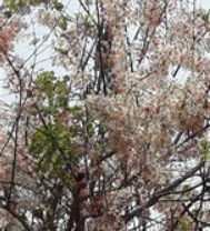 กัลปพฤกษ์ (Pink cassia) / 25 เม็ด (P2S)