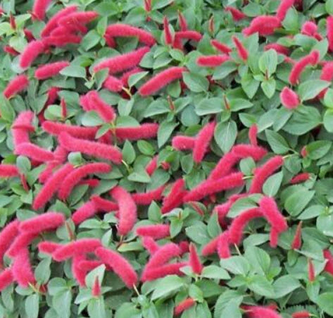 หางกระรอกแดง (Chenille plant) / 5 เม็ด (USA)