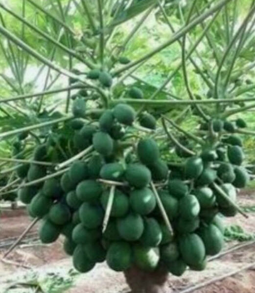 มะละกอเหลืองฮาวาย (Hawaiian Yellow Papaya) / 5 เม็ด (Australia)