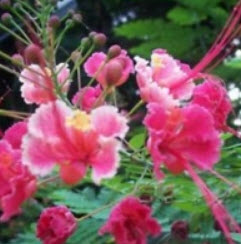 หางนกยูงไทย คละ 3 สี / 25 เม็ด