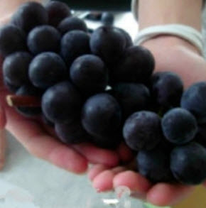 องุ่นดำเคียวโฮญี่ปุ่นบอนไซ (Kyoho grape) / 18 เม็ด (นอก)