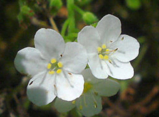 ฟอร์เก็ท มี น็อท (Forget Me Not) คละ / 1,000 เม็ด (UK)*