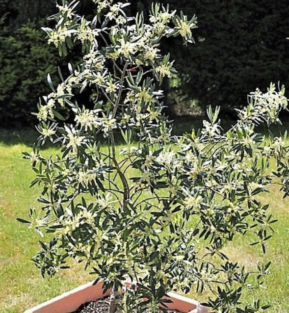 มะกอกแคนิโน (Canino Olive) หรือมะกอกดำ / 5 เม็ด (USA)