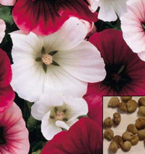 มาโลป กลาเซีย ฟรุ๊ต (Malope - Glacier fruit) คละ / 20 เม็ด (UK)