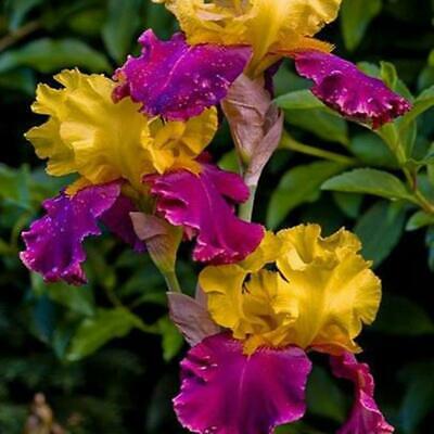 ฟาแลนน็อปซิส คละ / 50 เม็ด