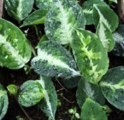 อโกลนีมา เสือพราน 3 สี (Aglaonema pictum tricolor) / เม็ด (UK)