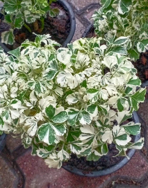 ต้นเล็บครุฑ เล็บครุฑแคระ เล็บครุฑแคระด่าง กระถาง 6 นิ้ว เล็บครุฑใบผักชีด่าง