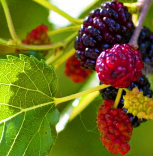 แบล๊ค มัลเบอรี่ (Black Mulberry / Morus nigra) บอนไซ / 65 เม็ด (UK)