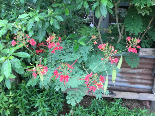 ต้นหางนกยูงไทย สีชมพู สูง 120-150 ซ.ม. / ต้น