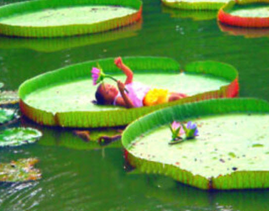 บัววิคทอเรีย / บัวกระด้ง / 7 เม็ด