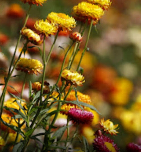 ดอกกระดาษ บานไม่รู้โรยฝรั่ง คละหลายสี ซองใหญ่ 2,500 เม็ด คุณภาพส่งออก