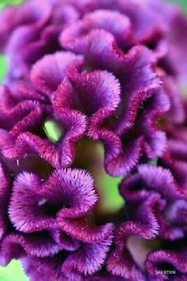 หงอนไก่ (Cockscomb) สีม่วง / 15 เม็ด