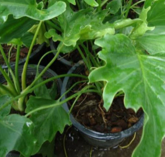 ต้นฟิโลใบมะละกอ (Philodendron selloum) กระถาง 6 นิ้ว