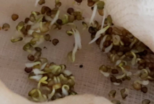 เฟื่องฟ้า (Bougainvillea) สีน้ำเงิน / 50 เม็ด (China) อ่านเงื่อนไขก่อนสั่งซื้อค่ะ